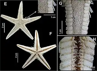 Astropecten cingulatus