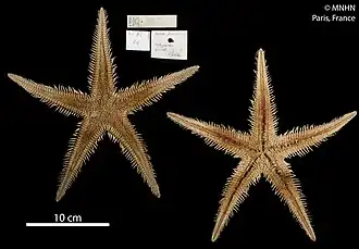 Astropecten gruveli