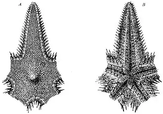 Astropecten hermatophilus