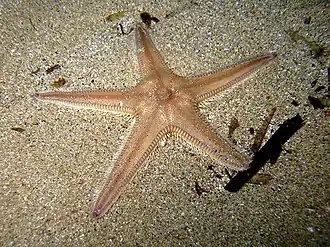 Kamster (Astropecten irregularis)