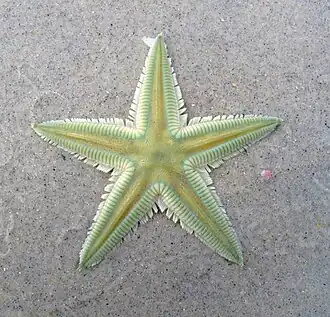 Astropecten marginatus