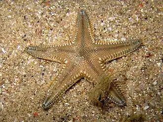 Astropecten platyacanthus