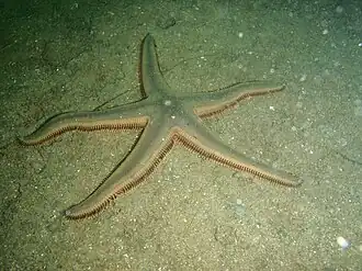 Astropecten preissi