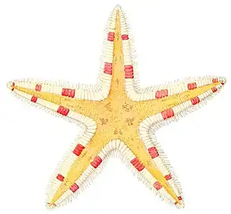 Astropecten pulcherrimus