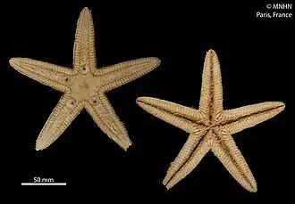 Astropecten scoparius