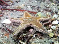 Astropecten spinulosus