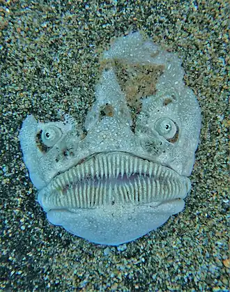 Astroscopus zephyreus