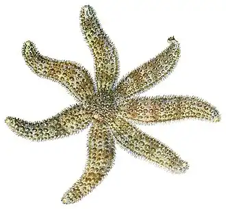 Astrostole insularis