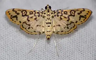 Asturodes junkoshimurae