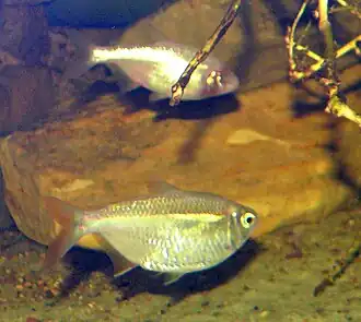 Mexicaanse tetra