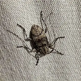 Astylopsis fascipennis