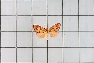 Miltochrista connexa