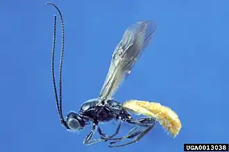 Atanycolus comosifrons