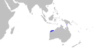 Atelomycterus fasciatus