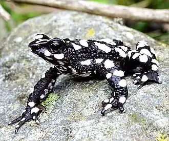 Atelopus arsyecue