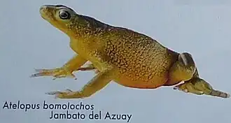 Atelopus bomolochos