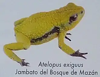 Atelopus exiguus