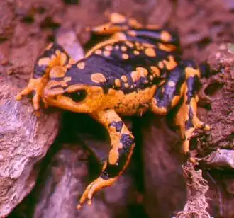 Atelopus patazensis