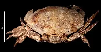 Atergatopsis lucasii