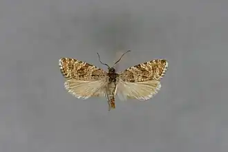 Aterpia anderreggana