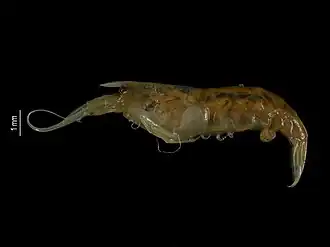 Athanas dentirostris