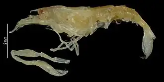 Athanas phyllocheles