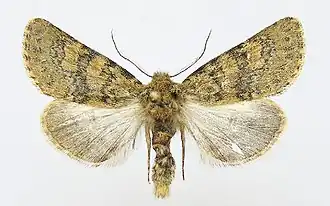 Athaumasta splendida