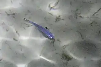 Atherinomorus vaigiensis