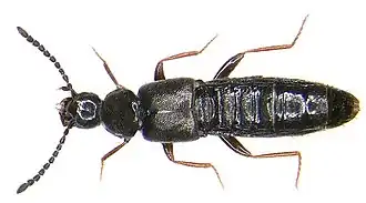 Atheta graminicola