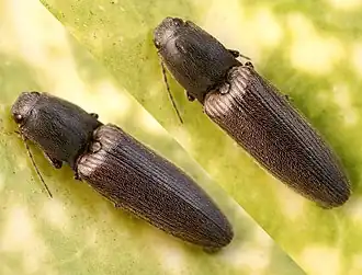 De roodaarskniptor (Athous haemorrhoidalis) is zeer algemeen in tuinen