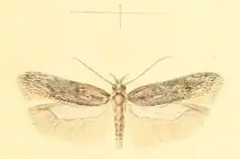 Athrips thymifoliella