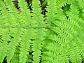 Athyrium filix-femina (Wijfjesvaren)