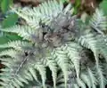 Athyrium niponicum