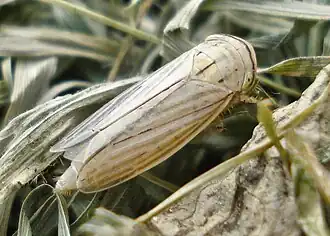 Athysanus argentarius