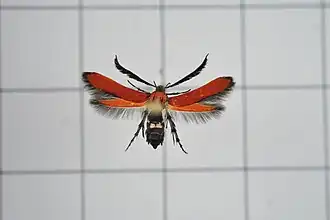 Oedematopoda butalistis