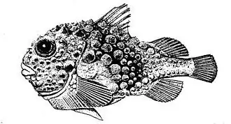 Eumicrotremus derjugini