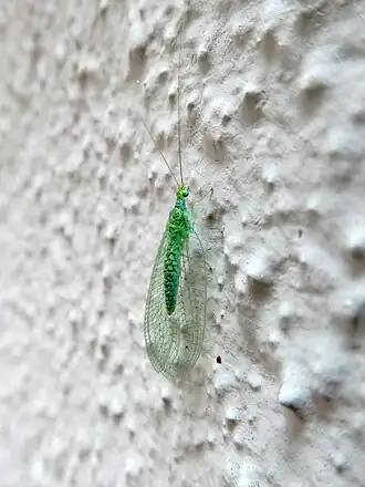 Atlantochrysa atlantica