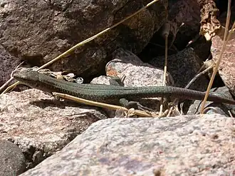 Atlantolacerta andreanskyi