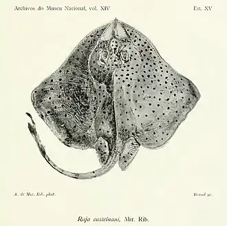 Atlantoraja castelnaui