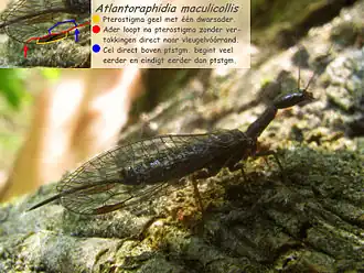 Atlantoraphidia maculicollis