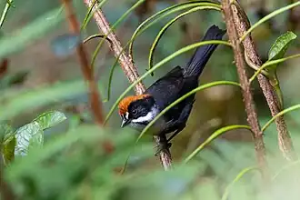 Taczanowski's struikgors