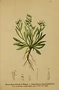 Botanische illustratie van Braya alpina