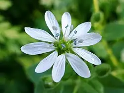 Watermuur (Stellaria aquatica)