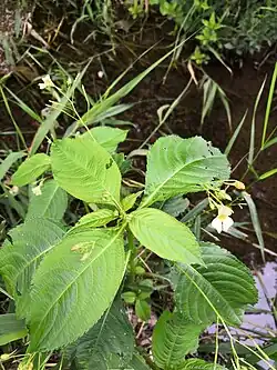 klein springzaad (Impatiens parviflora)