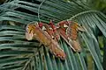 Attacus atlas Atlasvlinder
