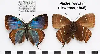 Atlides havila