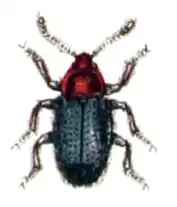 Atomaria nigripennis