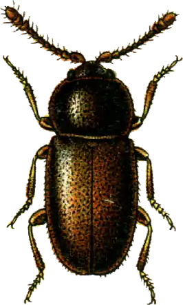 Atomaria fimetarii