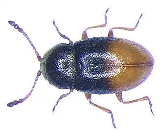 Atomaria mesomela