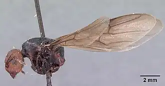 Atopomyrmex cryptoceroides